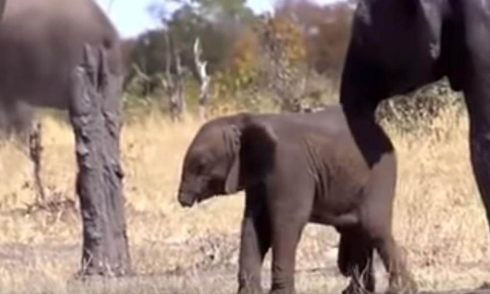 (VIDEO) Comparten en redes sociales a un bebé elefante sin trompa