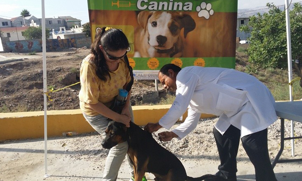 Exhortan a la población de Tijuana a vacunar contra la rabia a sus mascotas
