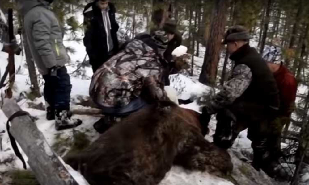 Causa indignación gobernador que dispara a un oso mientras dormía (VIDEO)