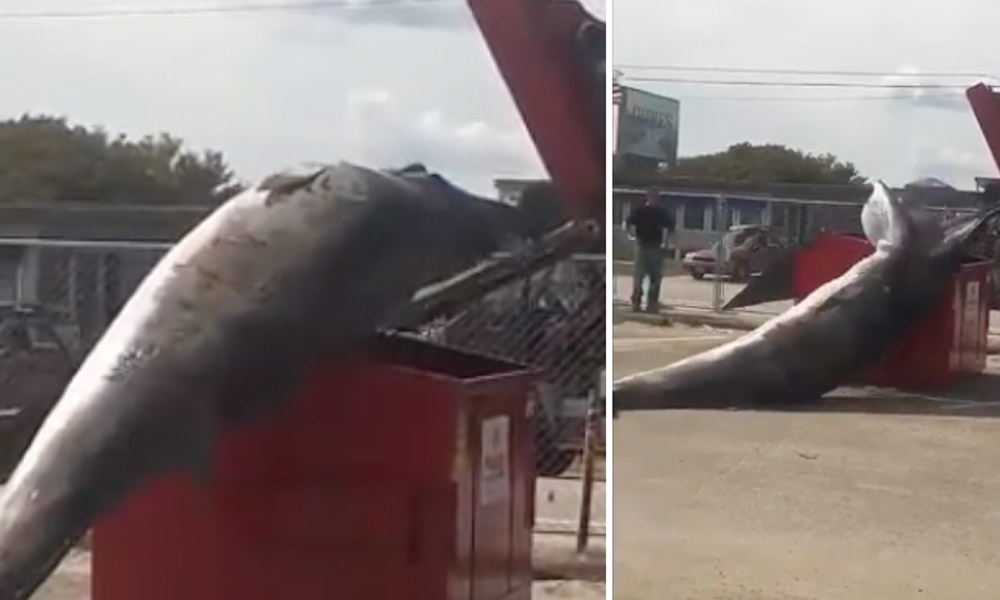 ¡Increíble! Intento fallido de poner ballena muerta en el contenedor de basura (VIDEO)