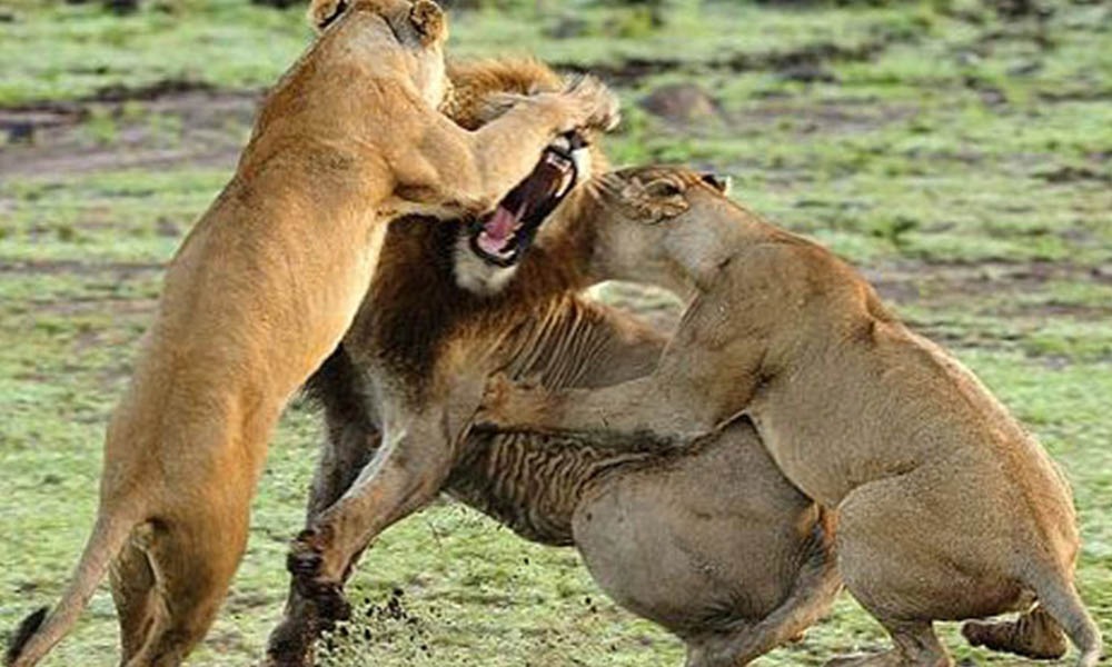 Leonas atacan ferozmente a un macho alfa en un parque safari británico (VIDEO)