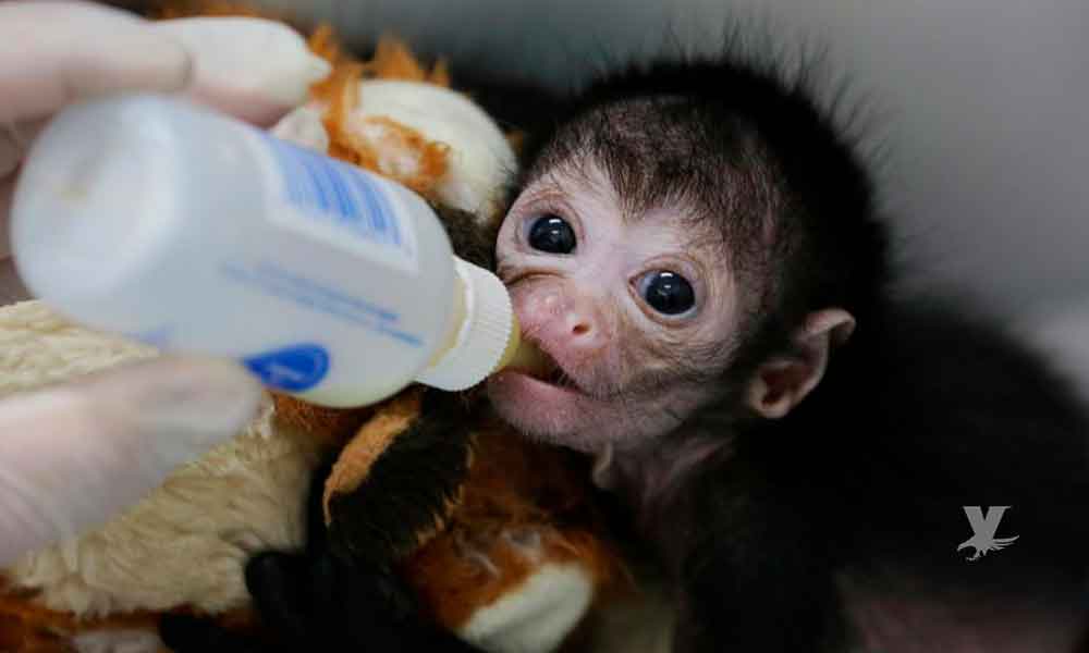 Nace en zoológico de Colombia un Mono Araña, se encuentra en peligro de extinción