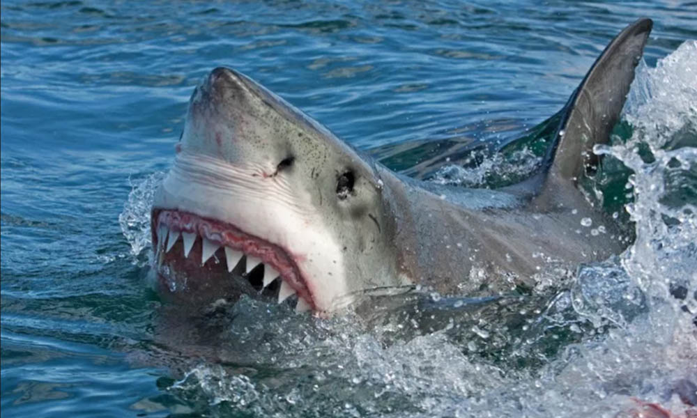 Muere joven tras ser atacado por un tiburón en una playa de EEUU