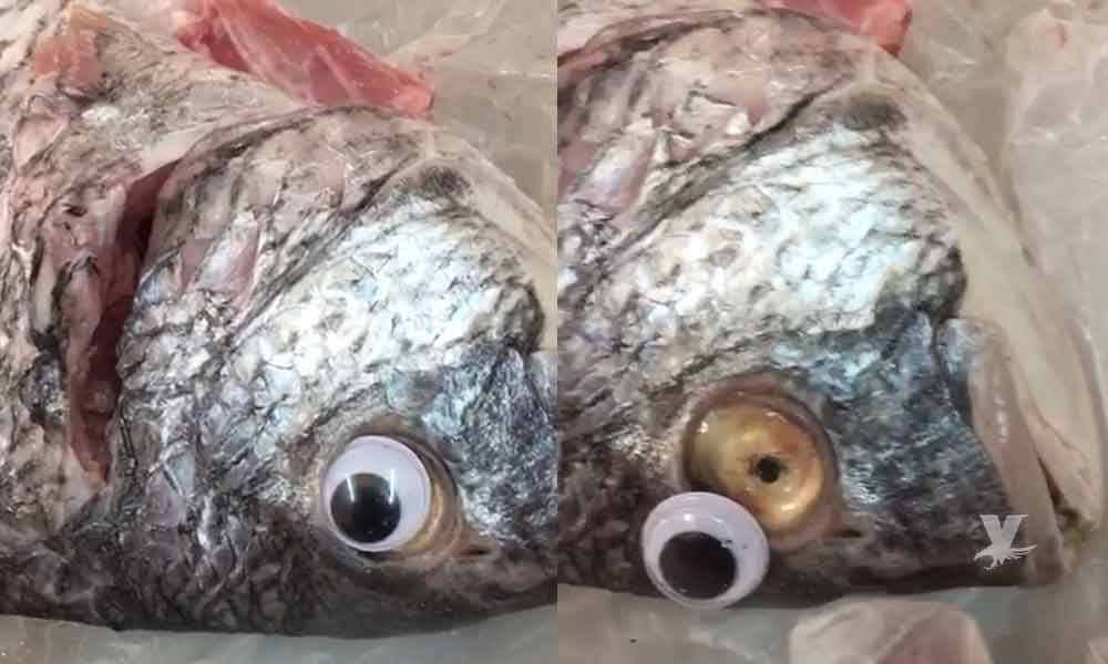 Clausuran pescadería que ponía ojos falsos a los pescados para ocultar su mal estado