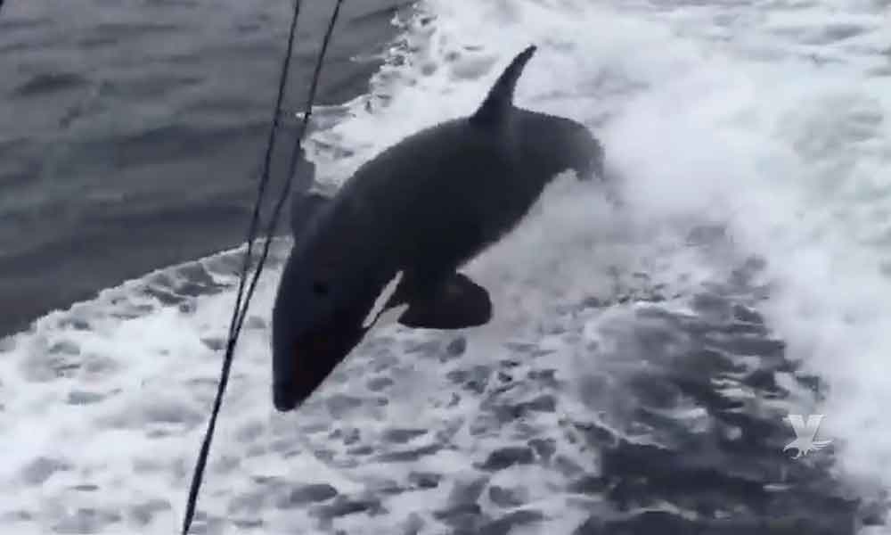 (VIDEO) Manada de orcas acompañan a tripulación de un barco en Islas Coronado