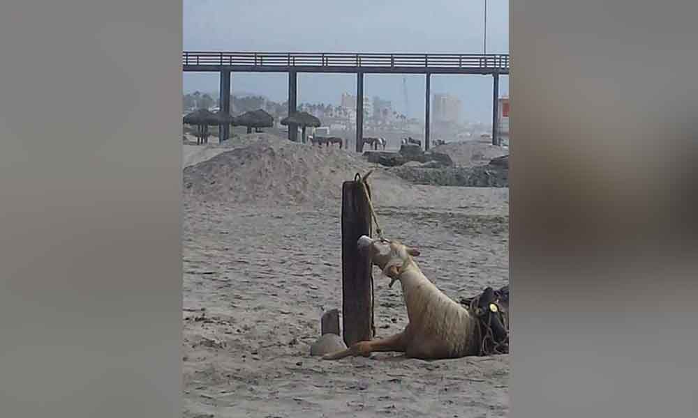 “Caballos cansados y amarrados, no pueden descansar”, denuncian visitantes a Playas de Rosarito