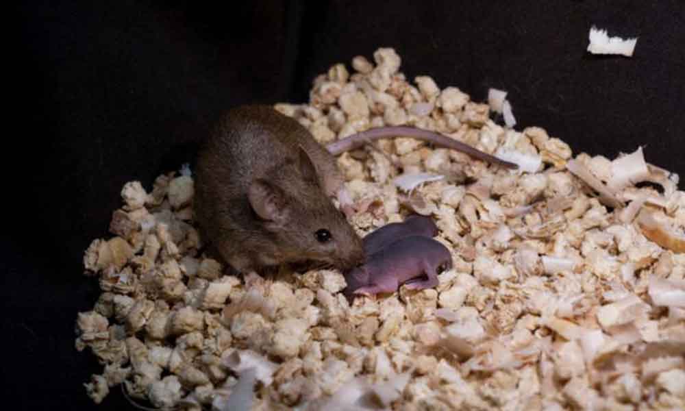 ¡Sorprende! Cría de ratón que nace de padres del mismo sexo, rompe las barreras de reproducción