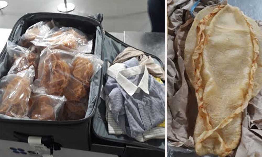 Decomisan 271 piezas de buches de totoaba en Aeropuerto Internacional de la Ciudad de México