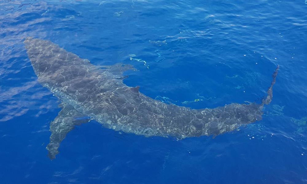 Establecen acciones para protección del tiburón blanco en “Reserva Biosfera de la Isla de Guadalupe” en Baja California