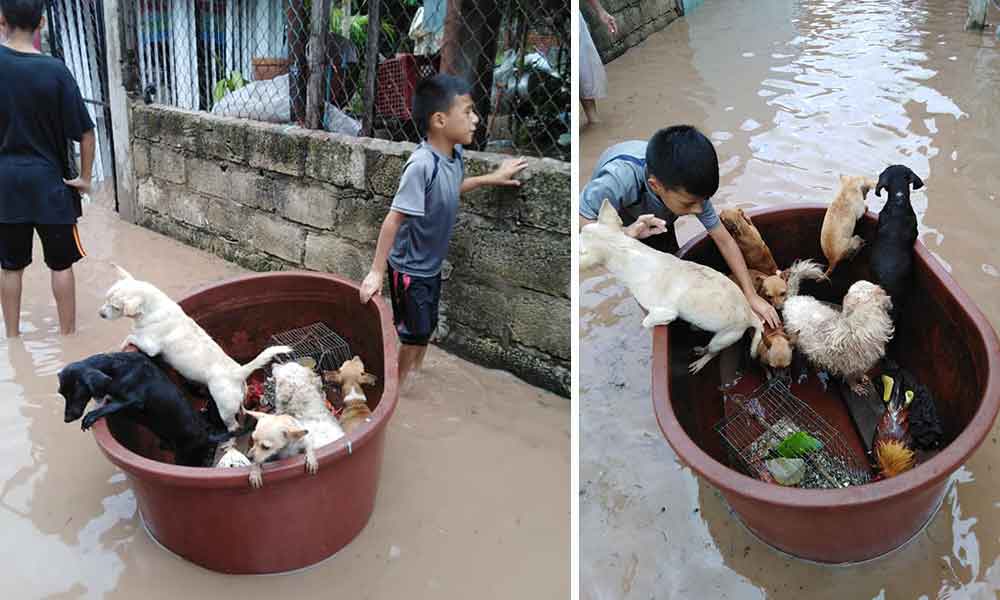 Pequeño rescata animales tras inundación por huracán “Willa”