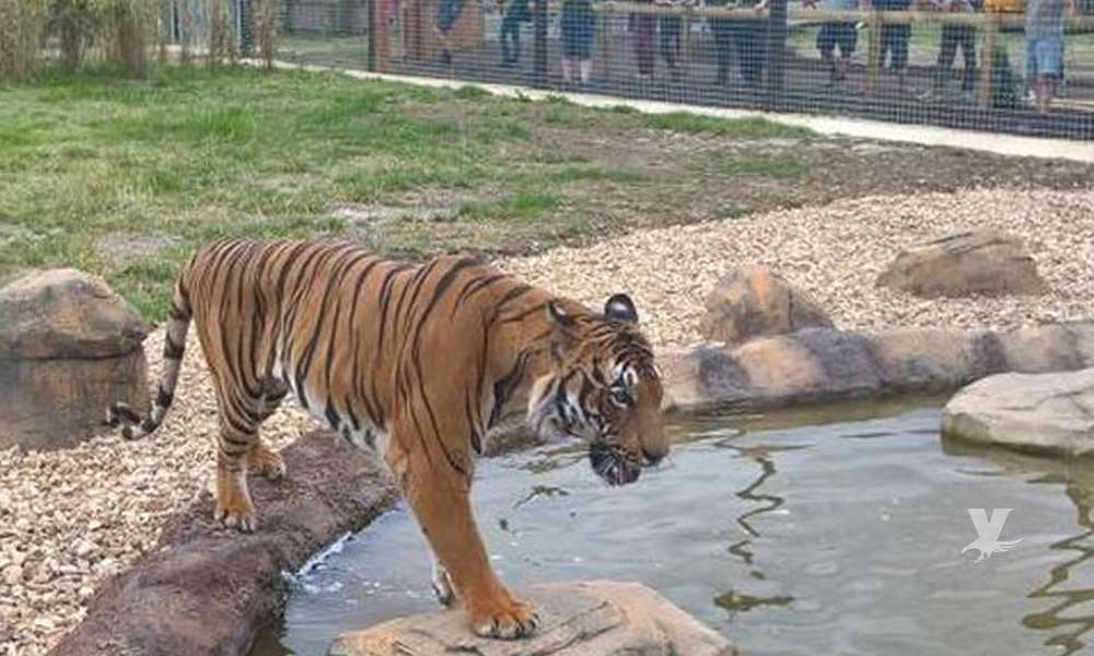 Niña de 6 años es atacada por un tigre en un terreno habilitado como zoológico