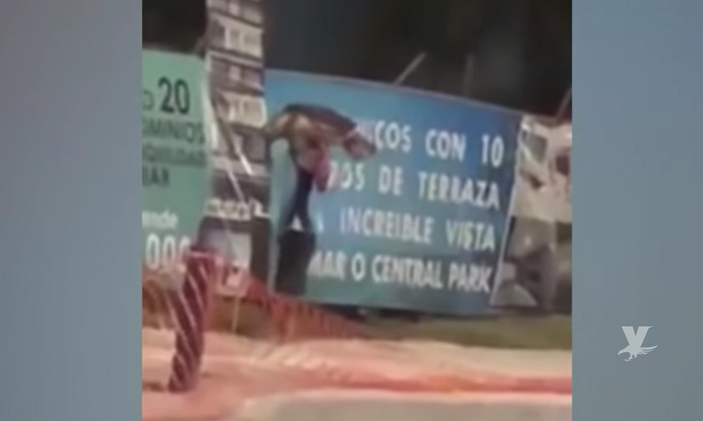 (VIDEO) Hombre roba tortuga en peligro de extinción mientras desovaba en Sinaloa