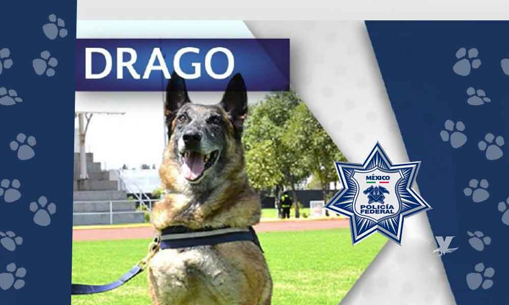 Drago se jubila después de 9 años de servir a la Policía Federal