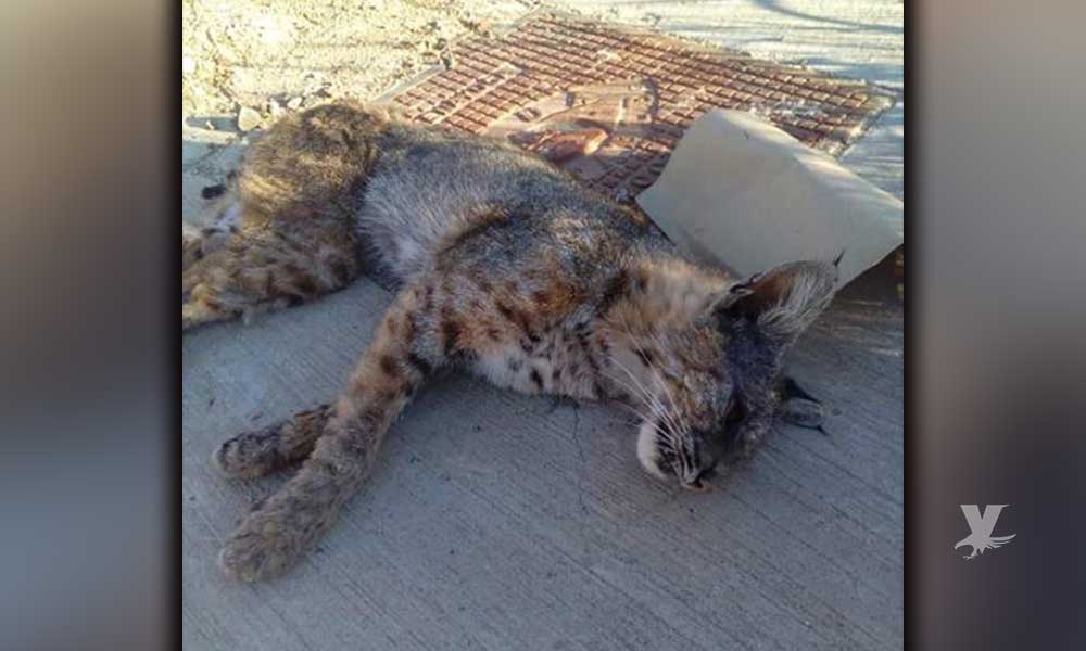Alumnos de Valle San Pedro encontraron un Gato Montés muerto