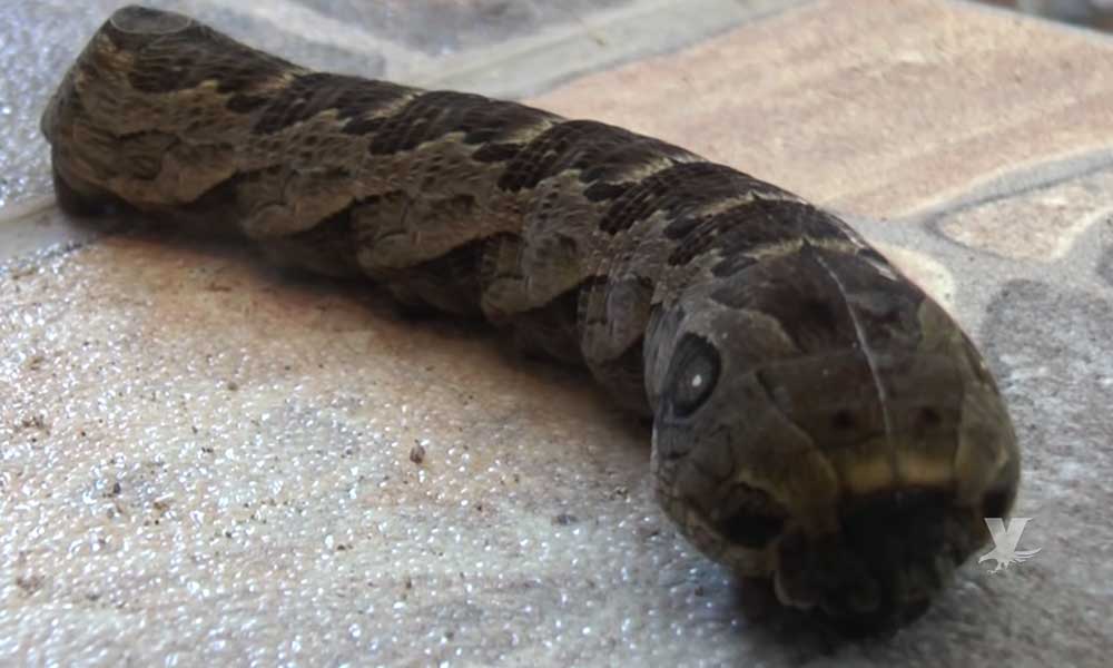 (VIDEO) Extraña criatura con cuerpo de gusano y cabeza de serpiente es descubierta en Honduras