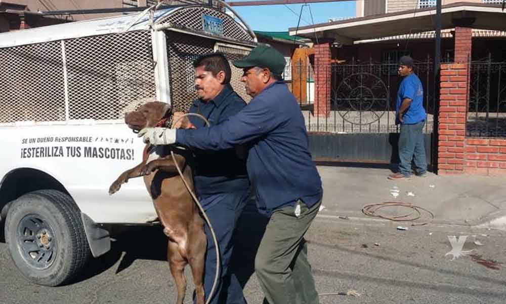 Perros pitbull atacan a dos mujeres en Mexicali causando heridas de gravedad