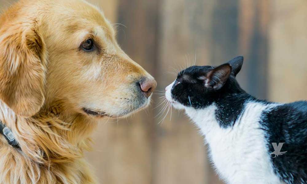 ¿Por qué los perros son más amigables que los gatos?