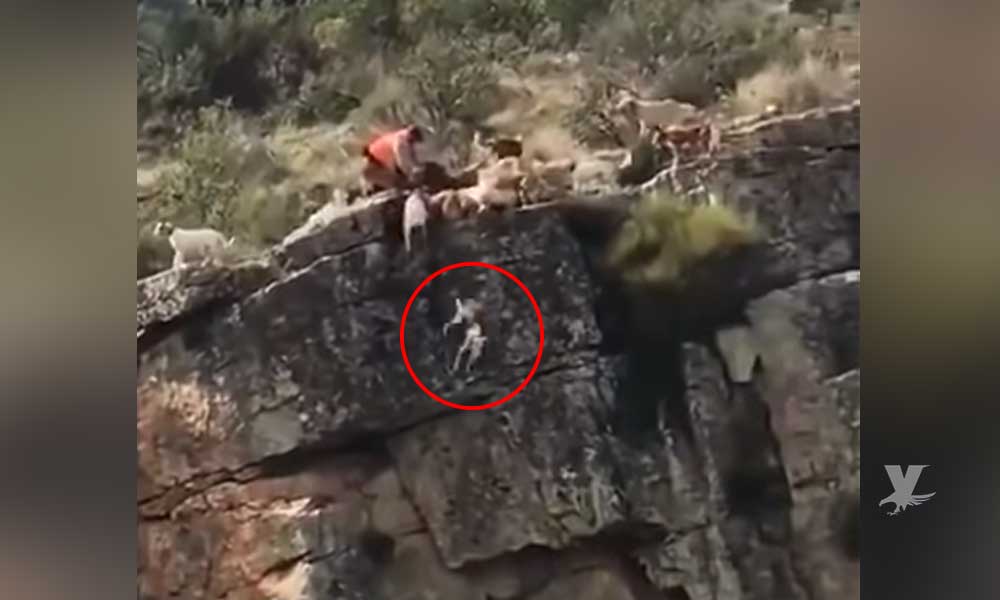 (VIDEO) 12 perros y 1 ciervo caen por barranco durante cacería