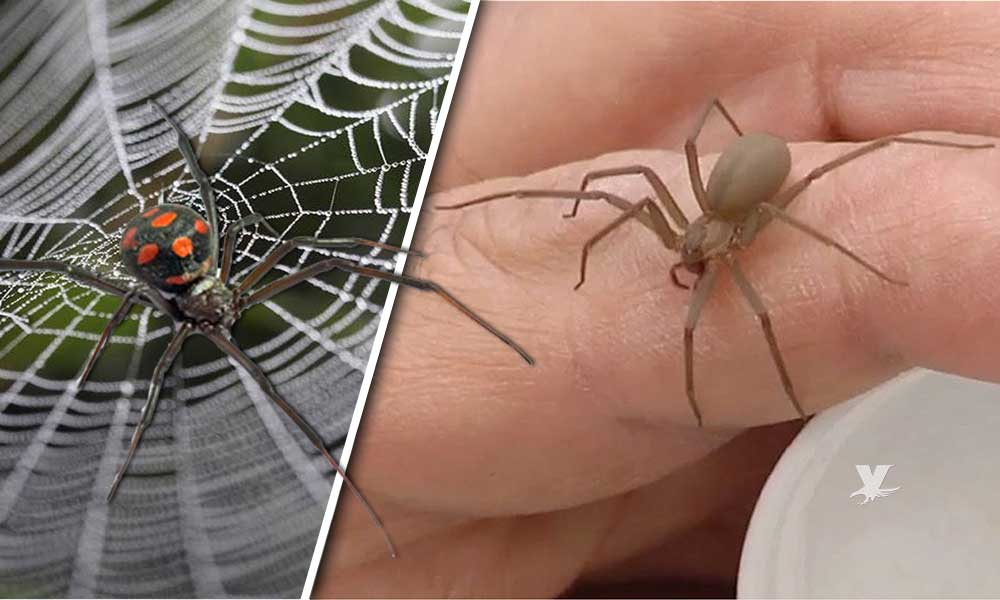 Alerta por incremento de arañas violinistas y viudas negras durante bajas temperaturas: IMSS