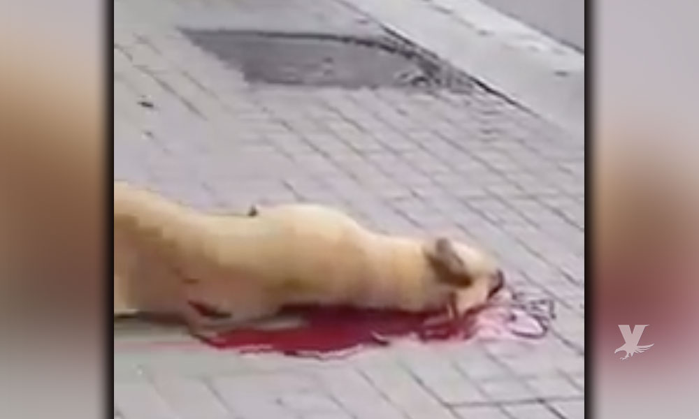 (VIDEO) Policía dispara y mata a perro que caminaba frente a su dueño “desatado y sin bozal”
