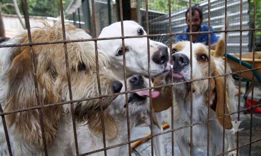 California, primer Estado en prohibir la venta de perros, conejos y gatos