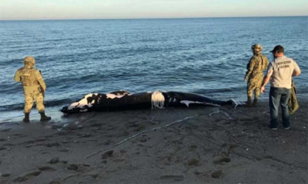 Encuentran muerta cría de ballena en San Felipe