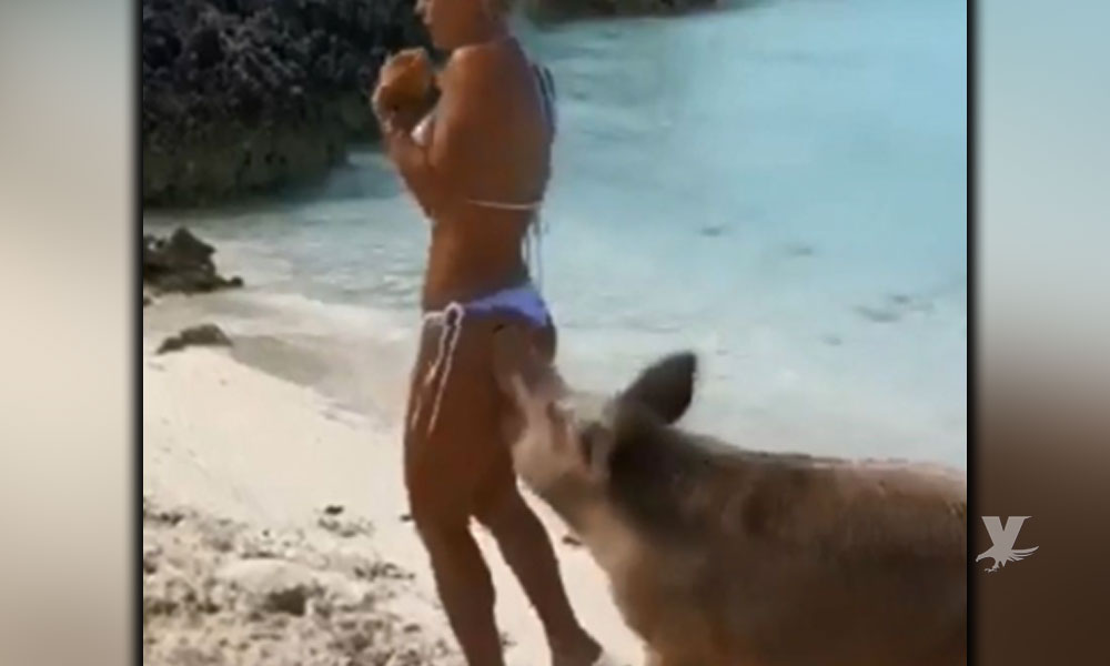 (VIDEO) Cerdo muerde el trasero a la modelo Michelle Lewin