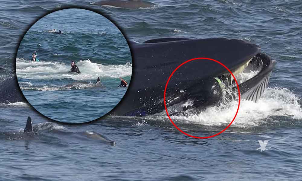 (VIDEO) Buzo es devorado por una ballena para ser expulsado minutos después aún con vida