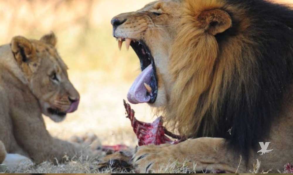 Elefante mata a cazador furtivo y es devorado por leones