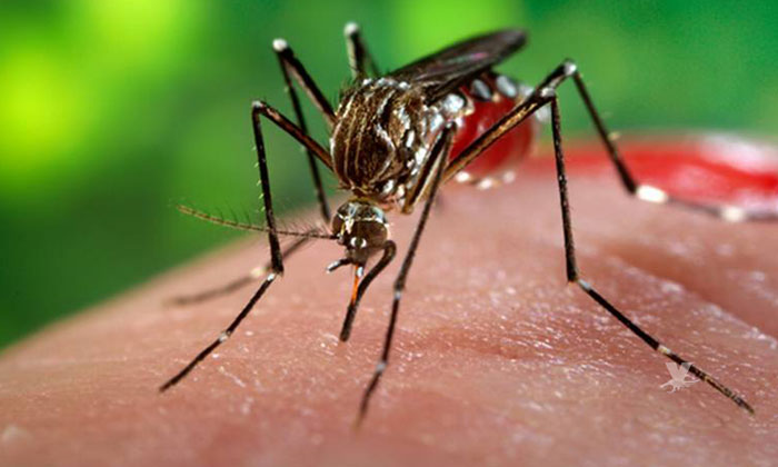 Baja California en alerta por Mosco del paludismo