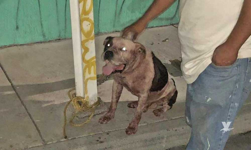 Perro conocido como “El Pirata” mata a ladrón que ingresó a un domicilio por la noche