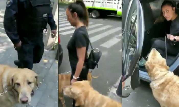 (VIDEO) Detención de pelos: dos perros son detenidos junto con su dueña por jugar en una fuente