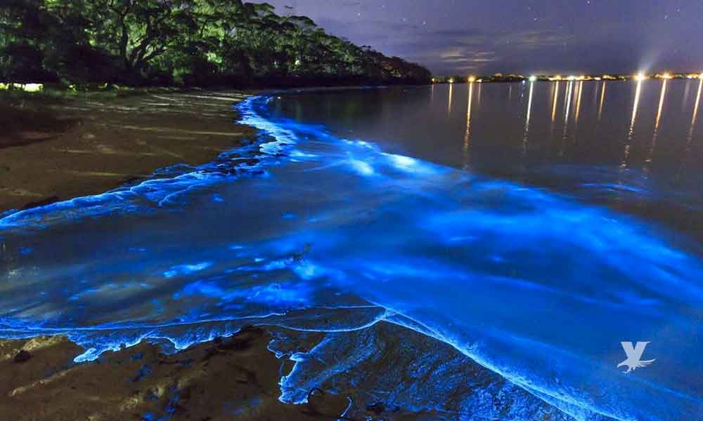 Agua de las playas de San Diego se volverán azul eléctrico debido a la marea roja