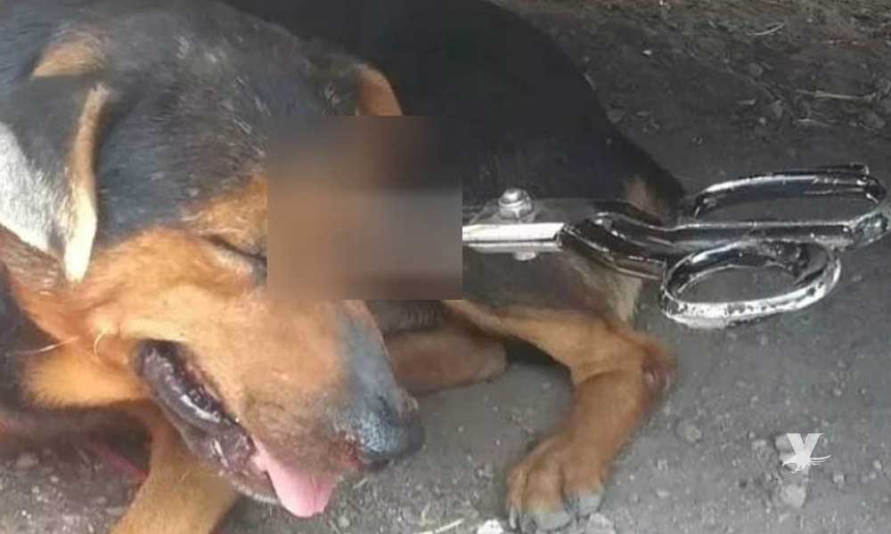 Perro callejero es encontrado con unas tijeras enterradas en un ojo