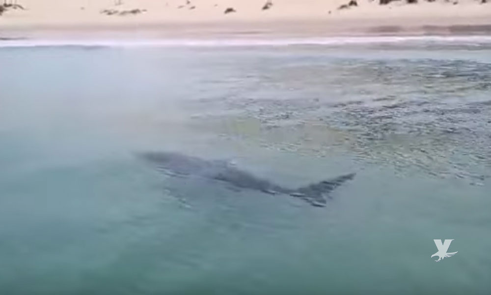 (VIDEO) Suspenden torneo de surf en San Diego por presencia de tiburones