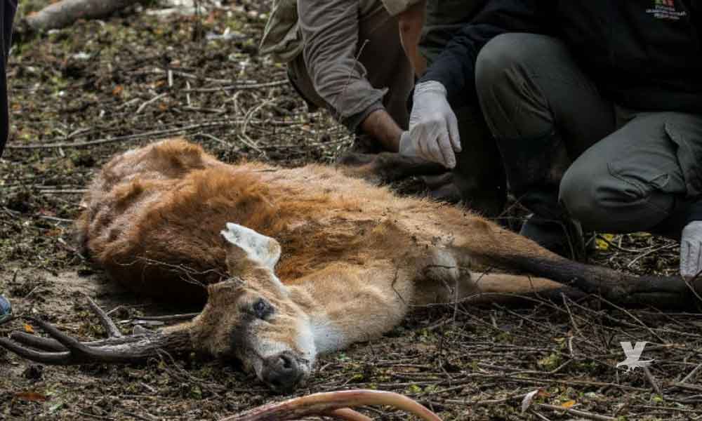 Encuentran 9 ciervos muertos por comer bolsas plástico