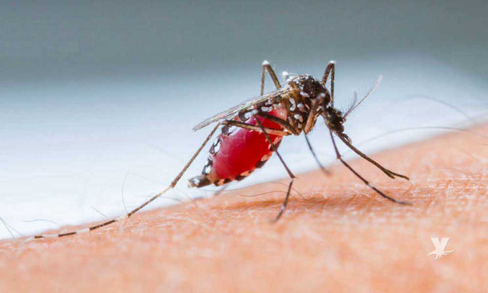 Mosco transmisor del “Dengue” invade Mexicali
