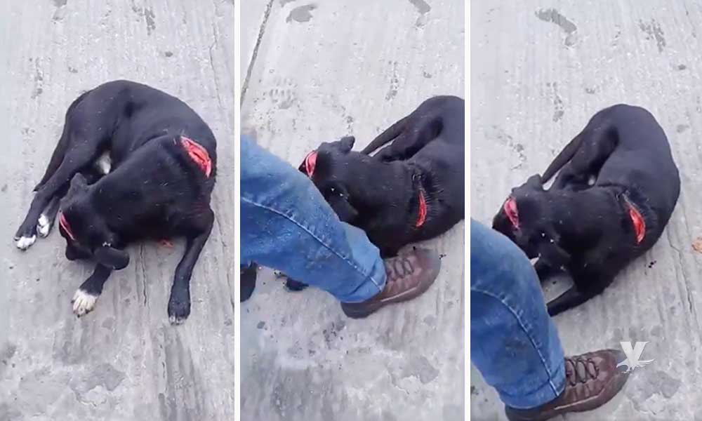 (VIDEO) Mujer ‘machetea’ a un perro callejero que buscaba comida afuera de su casa