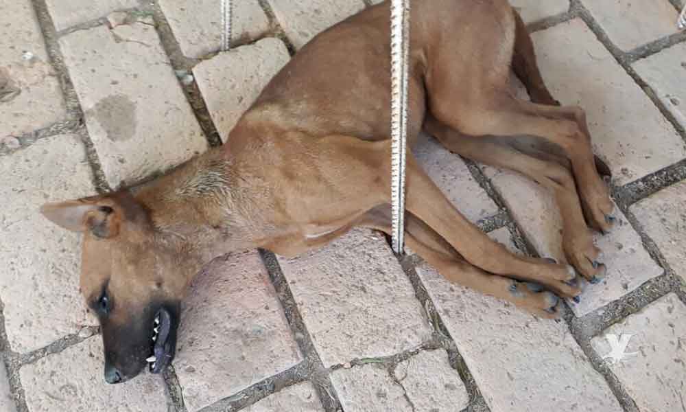 (VIDEO) Grupo de vecinos en Tijuana denuncian envenenamientos múltiples de perros