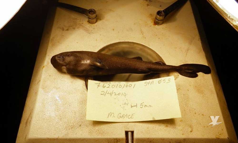 Descubren nuevo tiburón en México que brilla en la obscuridad