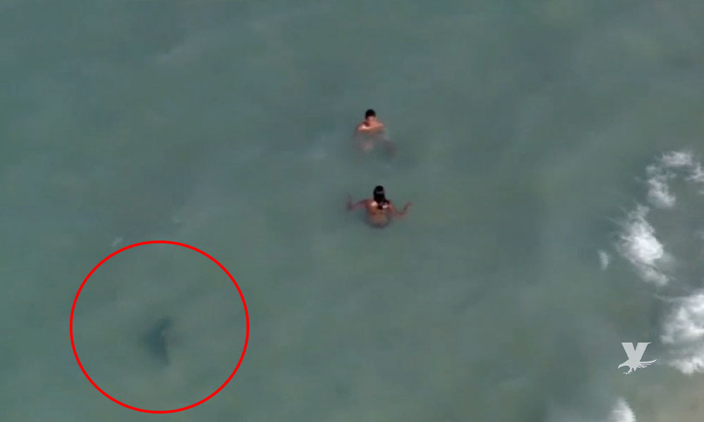 (VIDEO) Tiburón es grabado a unos metros de un grupo de bañistas en la playa