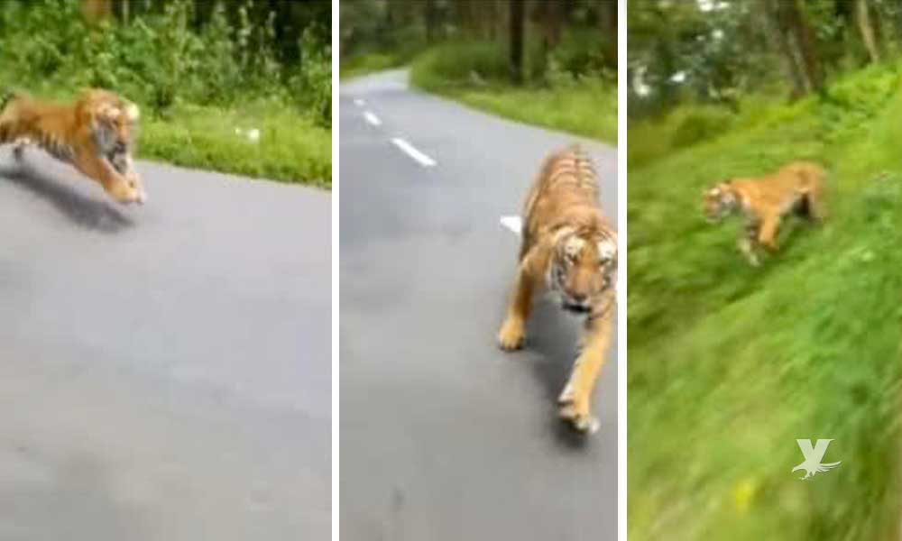 (VIDEO) Tigre de bengala ataca a motociclistas mientras avanzan por la carretera
