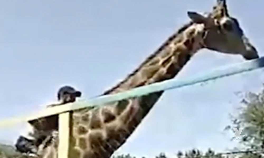 (VIDEO) Hombre en estado de ebriedad ingresa a la jaula y monta una jirafa en zoológico