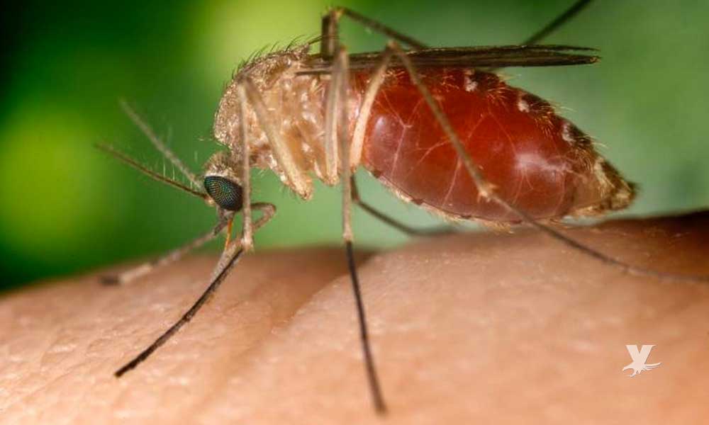 Alerta en Baja California por posible brote de Virus del Oeste del Nilo