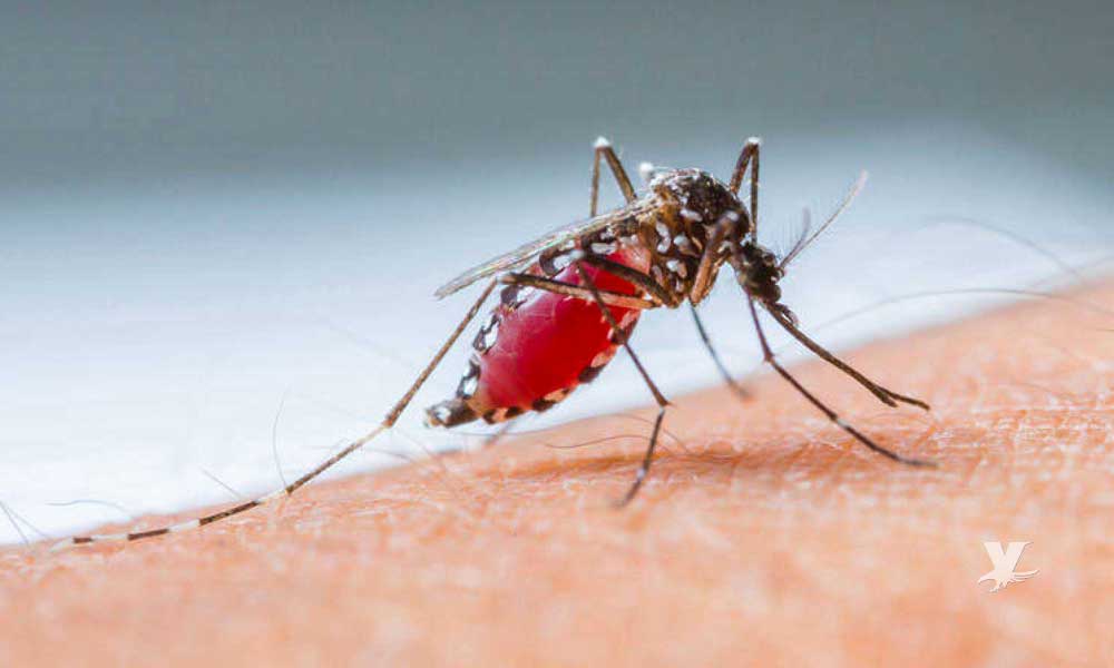 No hay casos de dengue reportados en Baja California este 2019