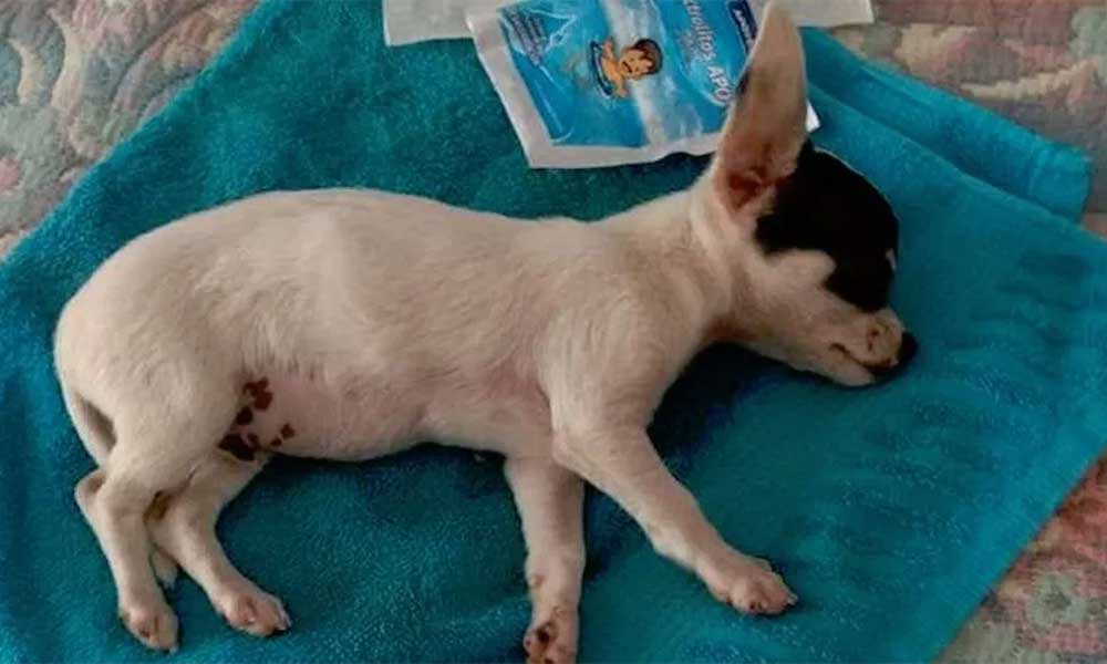 Perrito Chihuahua sufre daño cerebral por fuegos pirotécnicos en una fiesta