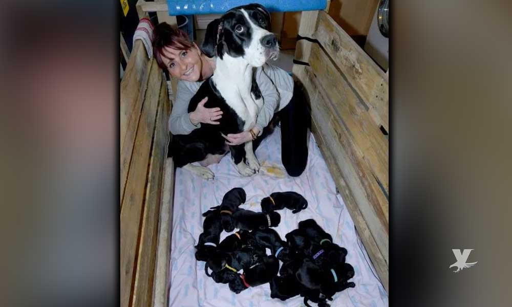 Perra rompe récord mundial al dar a luz a 21 perritos