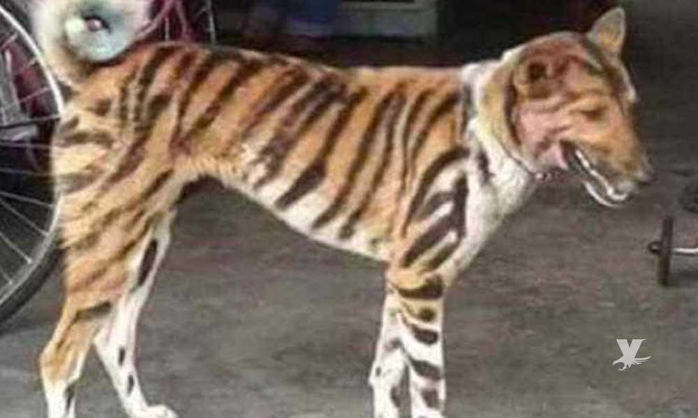 Hombre pinta rayas a su perro para hacerlo parecer un tigre y evitar los robos en su cosecha