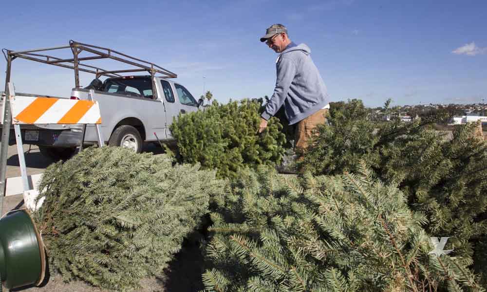 San Diego inicia programa de recolección de árboles de navidad