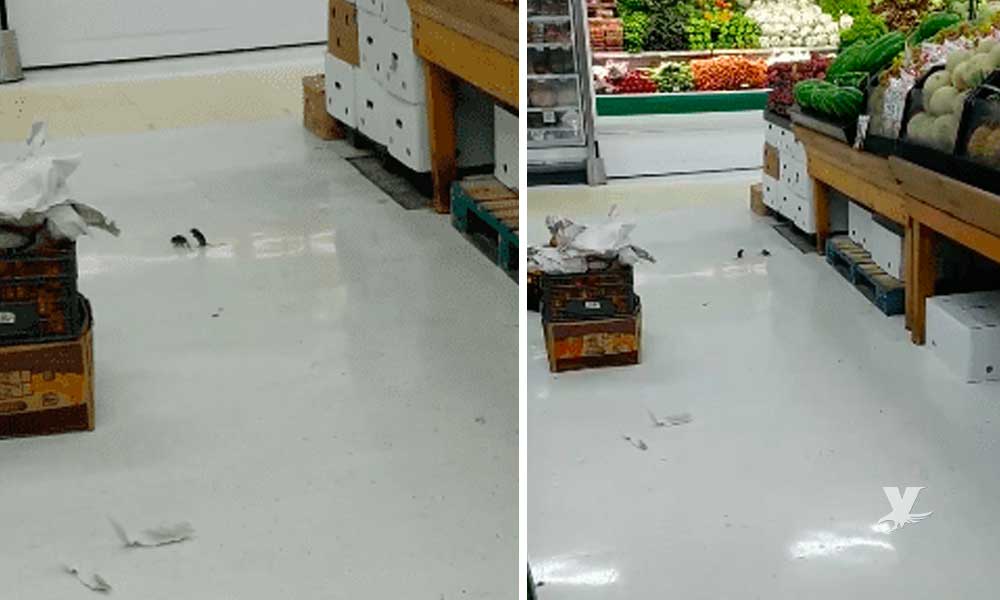 (VIDEO) Ratones pelean en los pasillos de frutas y verduras en un supermercado